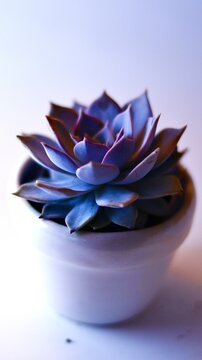 六合彩品牌标志